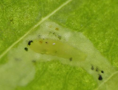 Réf. 345 055 : Chromatomyia horticola